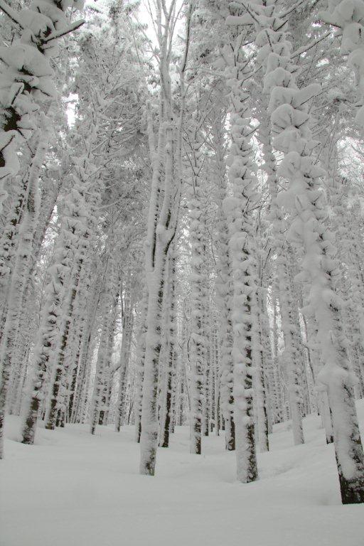 Alberi d''inverno... un invito